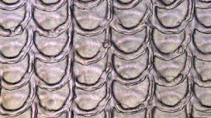 فناوری جدید با الهام از پوست مار