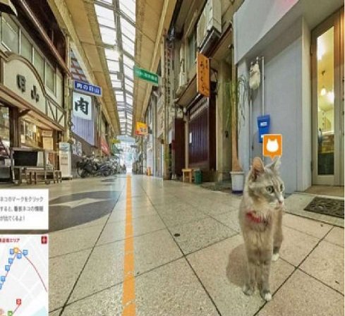 تماشای دنیا از دید گربه هاتماشای دنیا از دید گربه ها