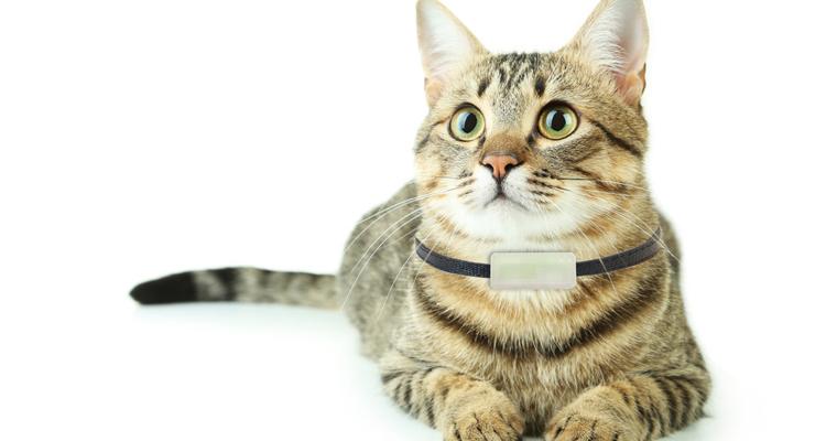 تلفن همراه برای گربهها!