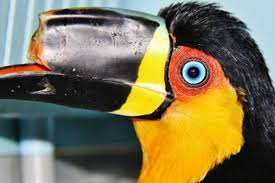 چاپگر سه بعدی ناجی حیوانات4