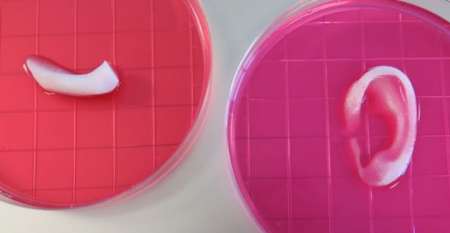 گوش پیوندی چاپ شده