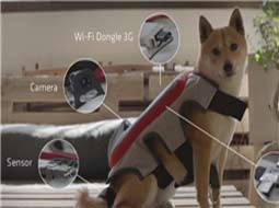 سگ ها در شبکه های اجتماعی