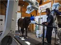 اسکنر ویژه برای اسکن کردن اسب