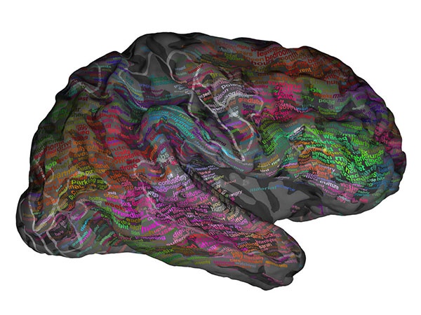 رونمایی از مدل سه‌بعدی از مغز 