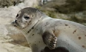 سلفي با فك دريايي ممنوع