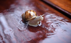 ساخت ربات با الهام از مغز حلزون