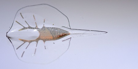 نخستین روبات زنده جهان2