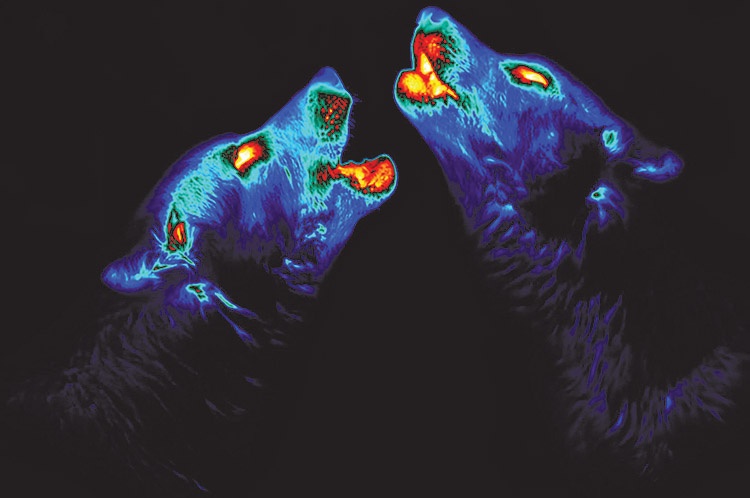 اینترنت چشم ها