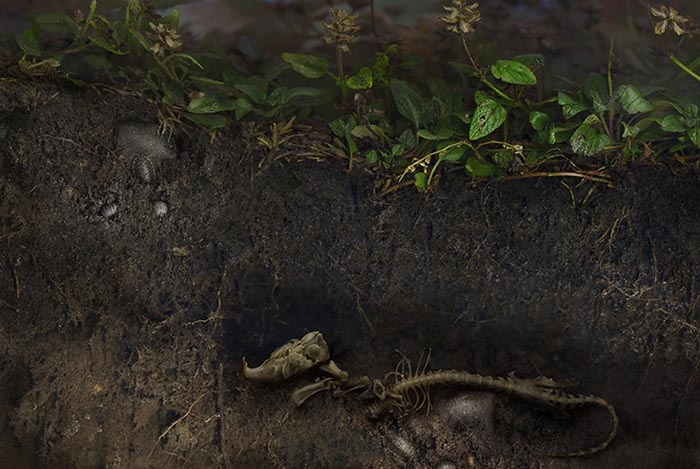 هنر عکاسی با اسکنر