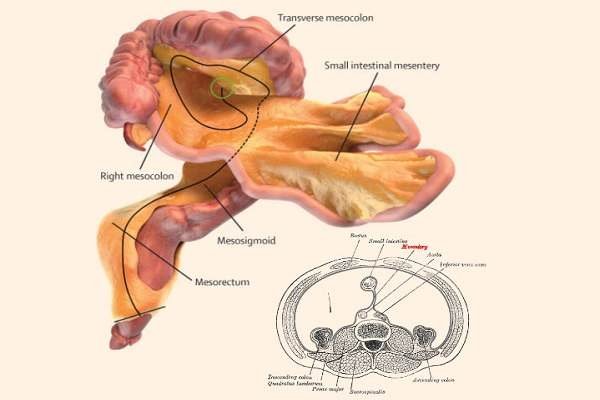 با مزنتری آشنا شوید